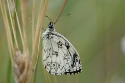 <i>Melanargia galathea</i>