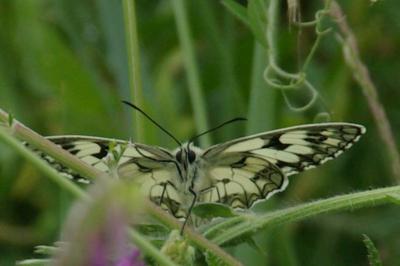 <i>Melanargia galathea</i>
