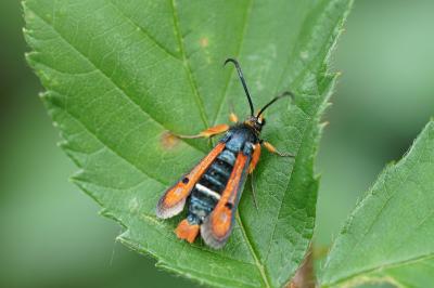 <i>Pyropteron chrysidiforme</i>