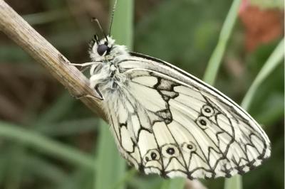 <i>Melanargia galathea</i>