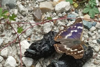 <i>Apatura ilia</i>