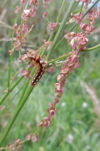 <i>Acronicta rumicis</i>