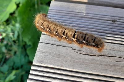 <i>Lasiocampa quercus</i>