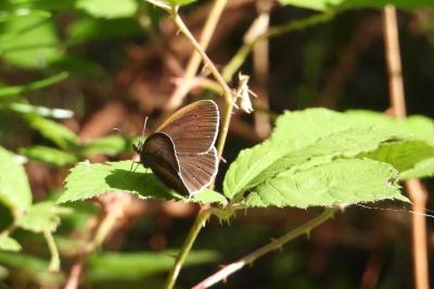 <i>Aphantopus hyperantus</i>