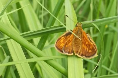 <i>Ochlodes sylvanus</i>