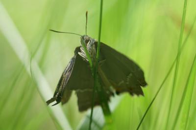 <i>Quercusia quercus</i>