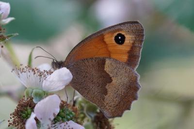 <i>Maniola jurtina</i>
