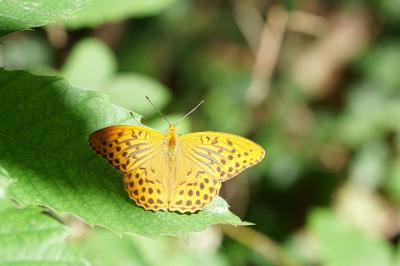 <i>Argynnis paphia</i>