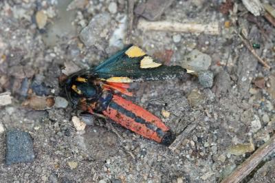 <i>Callimorpha dominula</i>