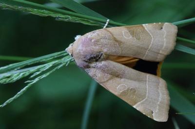 <i>Noctua fimbriata</i>