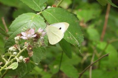 <i>Pieris brassicae</i>
