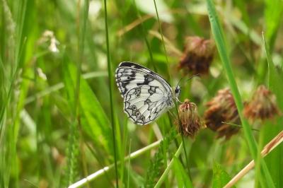 <i>Melanargia galathea</i>