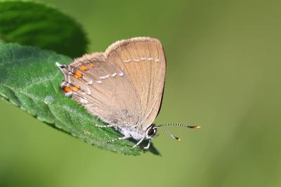 <i>Satyrium ilicis</i>