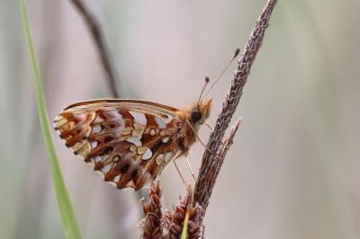 <i>Boloria dia</i>