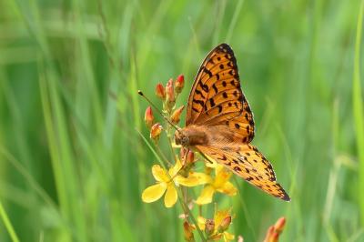 <i>Speyeria aglaja</i>