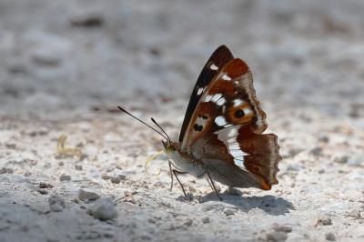 <i>Apatura iris</i>