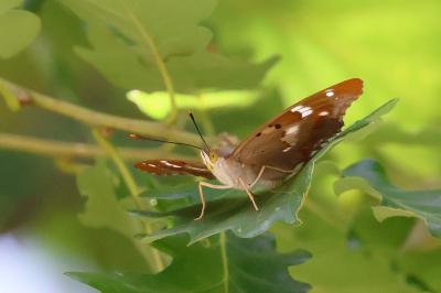 <i>Apatura ilia</i>