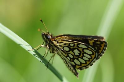 <i>Heteropterus morpheus</i>