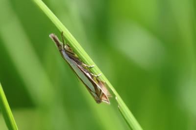 <i>Crambus pascuella</i>