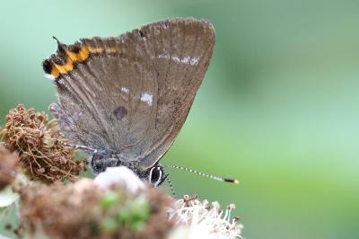 <i>Satyrium w-album</i>