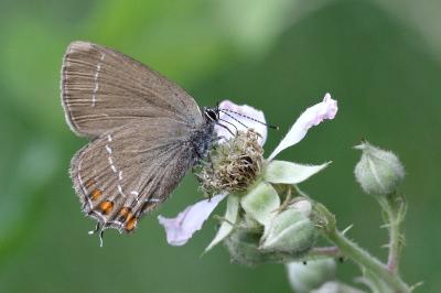 <i>Satyrium ilicis</i>