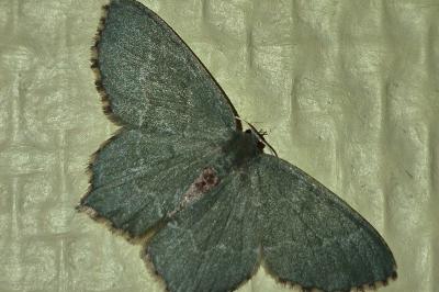<i>Hemithea aestivaria</i>