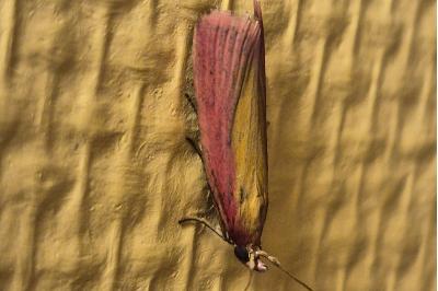 <i>Oncocera semirubella</i>