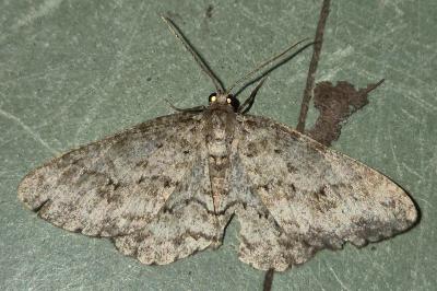 <i>Ectropis crepuscularia</i>