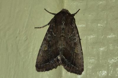 <i>Lacanobia oleracea</i>