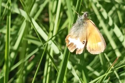 <i>Coenonympha arcania</i>