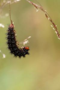 <i>Melitaea cinxia</i>
