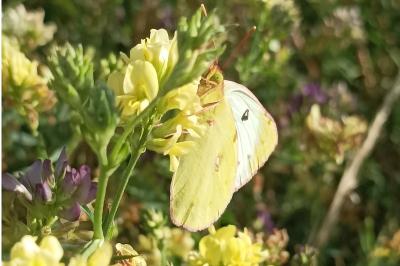 <i>Colias</i>