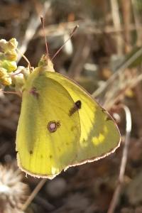 <i>Colias</i>