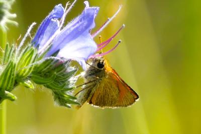 <i>Thymelicus sylvestris</i>