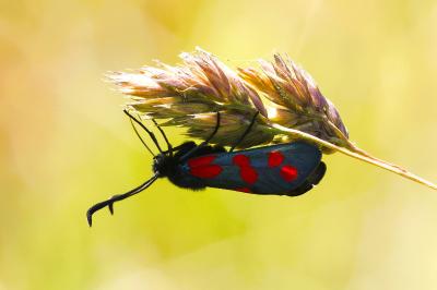 <i>Zygaena filipendulae</i>