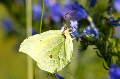 <i>Gonepteryx rhamni</i>