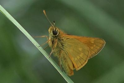 <i>Ochlodes sylvanus</i>
