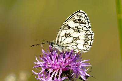 <i>Melanargia galathea</i>