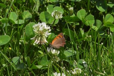 <i>Lycaena phlaeas</i>