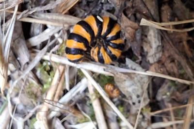 <i>Tyria jacobaeae</i>