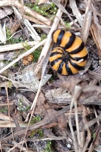 <i>Tyria jacobaeae</i>
