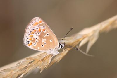 <i>Aricia agestis</i>