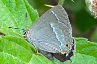 <i>Quercusia quercus</i>