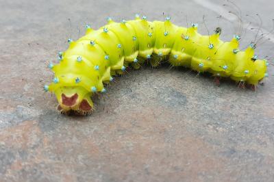 <i>Saturnia pyri</i>