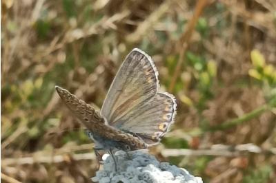 <i>Polyommatus icarus</i>