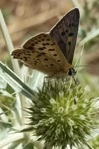 <i>Lycaena tityrus</i>