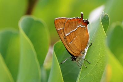 <i>Thecla betulae</i>