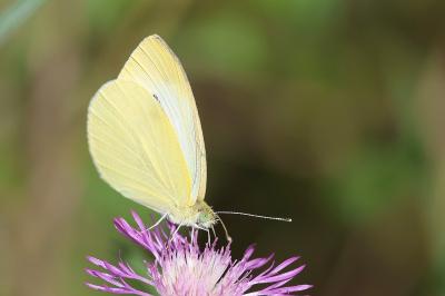 <i>Pieris rapae</i>