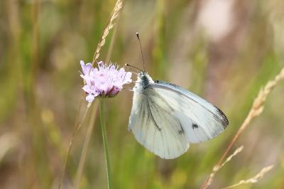 <i>Pieris napi</i>