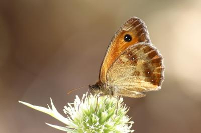 <i>Pyronia tithonus</i>